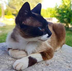 cat